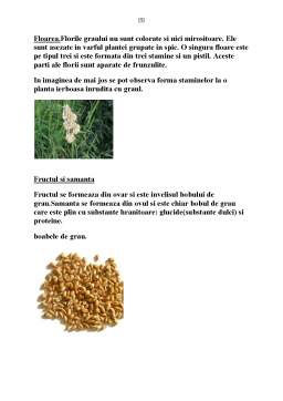 Proiect - Cercetări privind autenticitatea cerealelor