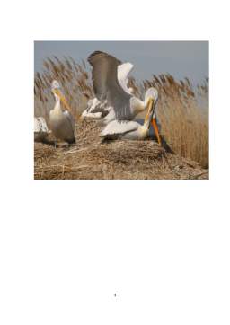 Proiect - Animale și pasări sălbatice - pelicanul comun și pelicanul creț