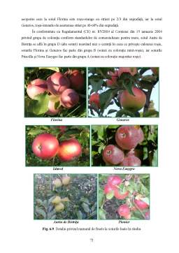 Licență - Studii privind comportarea unor soiuri de măr cu rezistență la boli