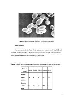 Referat - Specii de drojdii utilizate în biotehnologie