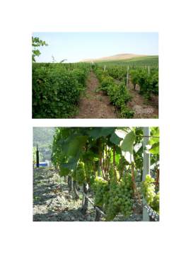 Proiect - Tehnologia de obținere a vinurilor albe