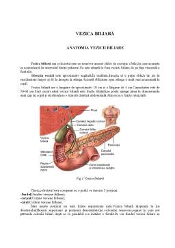 Proiect - Anatomia Veziculei Biliare