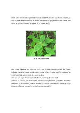 Proiect - Salvia Officinalis