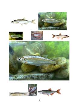 Referat - Amenajarea ecologică a apelor de suprafață. condiții de habitat a diferitelor tipuri de pește - obletele