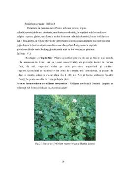 Proiect - Studiul florei cormofite din zona Tâmpa Brașov în funcție de utilizarea lor în medicina naturistă