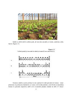 Proiect - Caracterizarea tehnologică, standarde de comercializare și condițiile de valorificare la salata verde (lactuca sativa l)