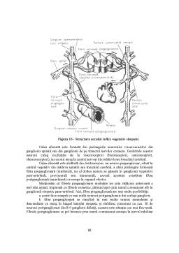 Curs - Fiziologia Sistemului Nervos