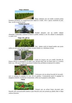 Referat - Conceptul de reabilitare ecologică și importanța acestuia în cadrul spațiilor plantate urbane din orașul București
