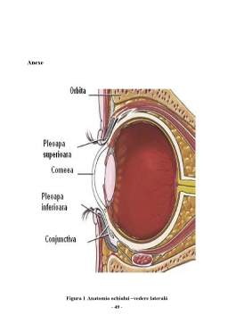 Proiect - Îngrijirea bolnavului cu afecțiuni inflamatorii ale ochiului