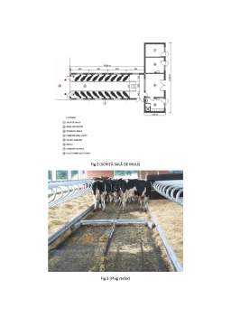 Proiect - Proiectare fermă vaci lapte 150 capete Holstein Friza