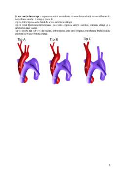 Curs - Dezvoltarea arcurilor arteriale aortice
