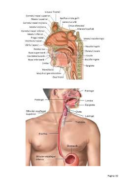 Curs - Anatomia corpului uman
