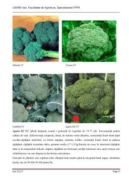 Referat - Standarde de calitate și caracterizarea economică și nutritivă la broccoli