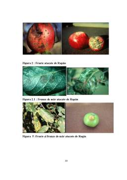 Proiect - Bolile și dăunătorii mărului
