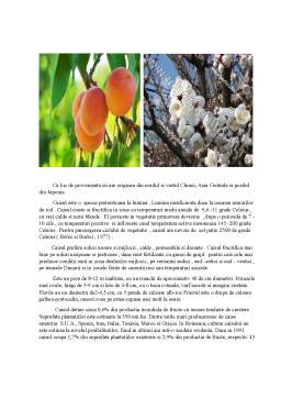 Referat - Descrierea principalelor plante cultivate din Familia Rosaceae
