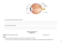 Proiect - Organele de simț - ochiul, organ al vederii