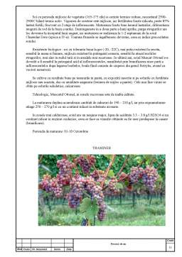 Proiect - Proiectarea secției de procesare a strugurilor și obținerea vinurilor de consum current din soiurile - Mușcat Ottonel-Traminer