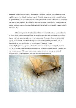 Proiect - Viermii de mătase