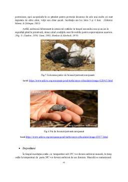 Referat - Biologia, ecologia și răspândirea speciei Emys Orbicularis