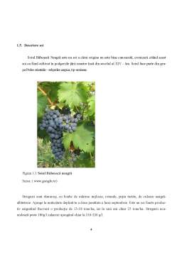 Proiect - Procesele de producție în industria alimentară - Vinul