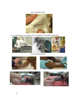 Referat - Prelevarea probelor de sânge și urină la animale