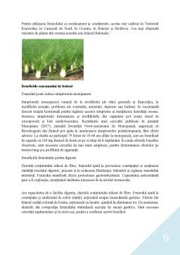 Referat - Feniculul (foeniculum vulgare mill) - plantă medicinală și aromatică