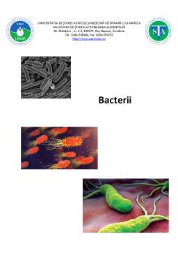 Referat - Bacterii