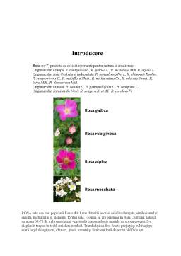 Referat - Ameliorarea plantelor decorative - Trandafirul