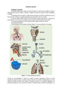 Referat - Sistemul Respirator