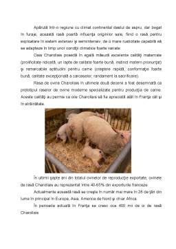 Referat - Rasă de ovine - Charollais