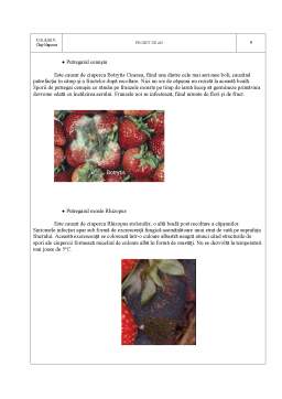 Proiect - Proiectarea unui Sistem de Refrigerare pentru Păstrarea a 5t de Căpșuni
