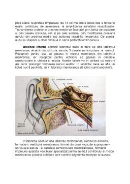 Referat - Noțiuni de anatomie și fizionomie a urechii