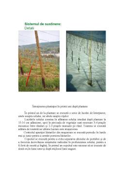Referat - Înființarea unei plantații viticole cu soiuri mixte de struguri pe o suprafață de 1,6 ha în zona Tirol