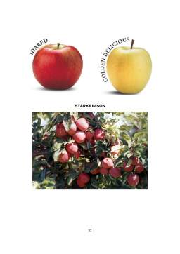 Proiect - Comportarea unor soiuri de măr în condițiile ecologice ale zonei subcarpatice a Olteniei