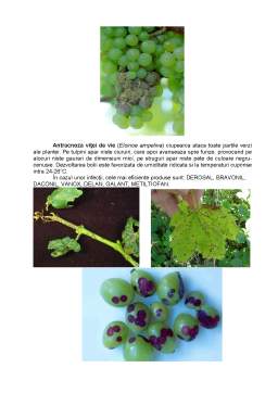 Referat - Combaterea bolilor în plantațiile viticole