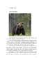 Proiect - Metode de cercetare a speciilor de urs brun și lup cenușiu din zona muntelui Tâmpa