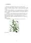 Referat - Plante tropicale medicinale și aromatice - roinița