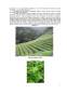 Merceologia Produselor Agroalimentare - Ceaiul Verde și Negru