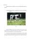 Proiect - Studiul longevității productive și reproductive, la o populație de taurine Holstein, exploatată în condițiile Asociația Internațional Christian Aid Ministries, Suceava