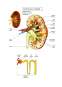 Curs - Anatomia și Fiziologia Omului