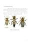 Conservarea Materialului Biologic la Albine