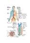 Anatomia Sistemului Vascular Limfatic