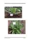 Licență - Influența Fertilizării cu Azot Asupra Compoziției Chimice a Frunzelor de Salată și Spanac