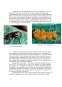 Proiect - Leptinotarsa decemlineata - gândacul de Colorado