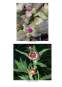 Modalități de Cultivare și Valorificare a Speciilor Floricole din Grupa Imortelelor
