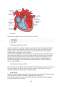 Aparatul circulator - sistemul nervos