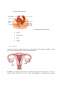 Anatomia aparatului genital feminin