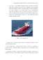 Licență - Evoluția transportului de mărfuri lichide în vrac - Evoluția navelor de tip tanc chimic
