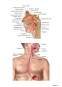 Anatomia corpului uman