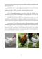 Proiect - Căi de creștere a producției și a eficienței în creșterea păsărilor de carne